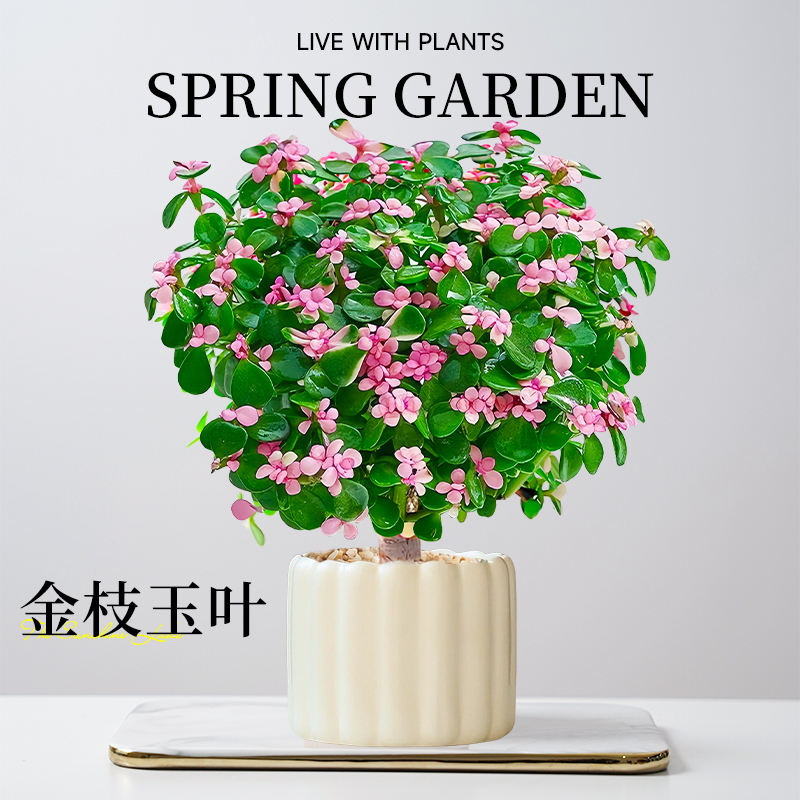 金枝玉叶盆栽造型老桩精品花卉