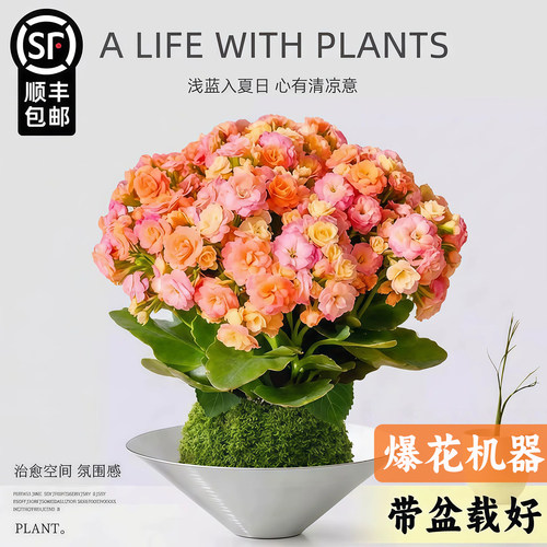 【全网热销10W+】水培长寿花盆栽