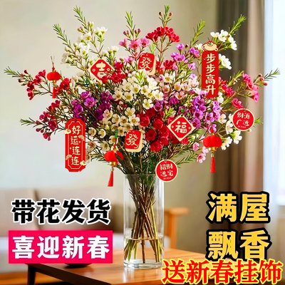 【全网热销10W+】澳洲腊梅鲜切花