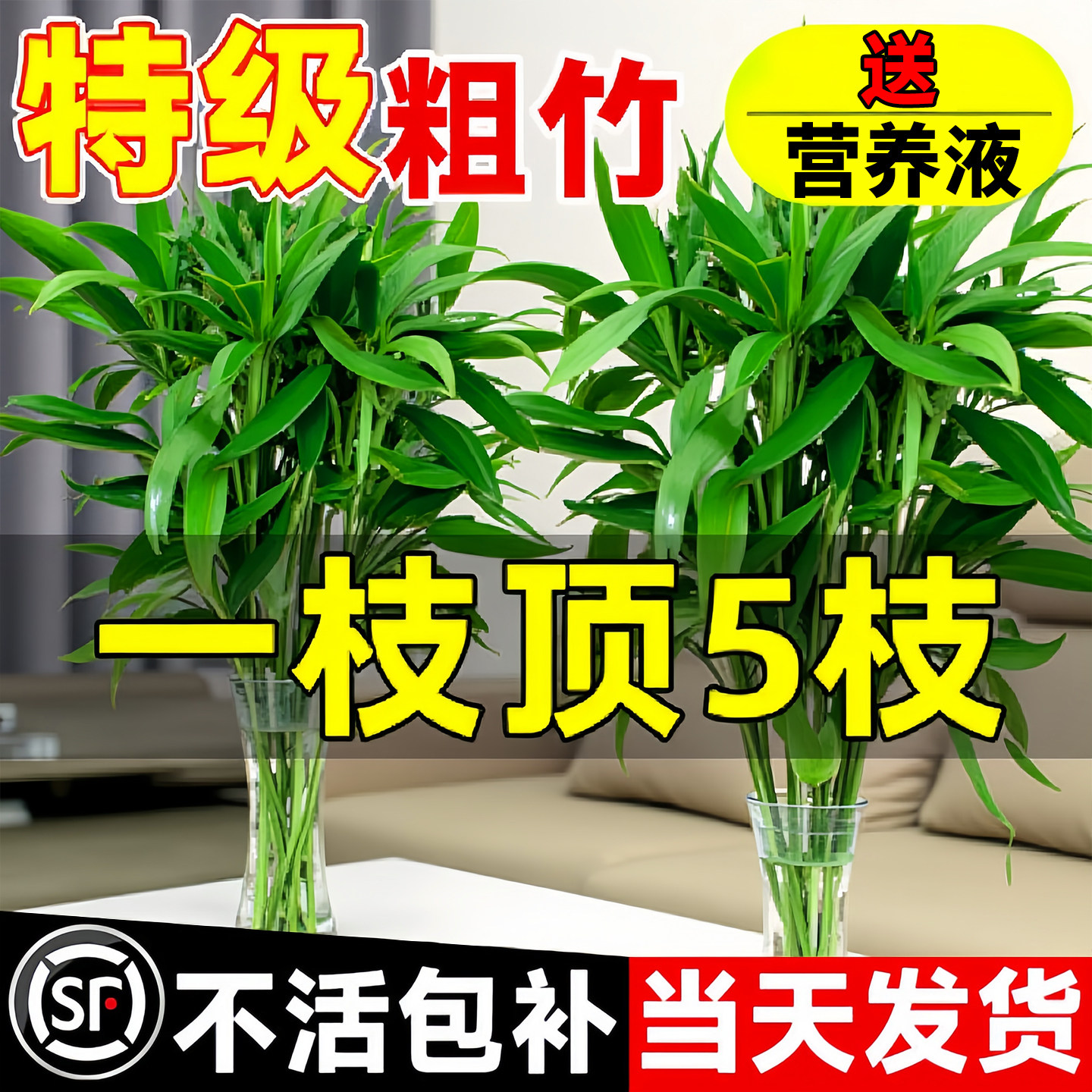 ��6�á��ؼ�������65-76cm��Ӫ��ҺԤ����Ҷ-�������� �������� ������10w+��������ˮ��ֲ�����