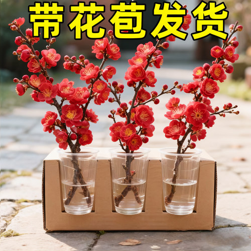 【冬天开花】红梅鲜切枝收到即赏