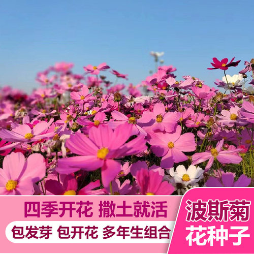 波斯菊花种子格桑籽海七彩野