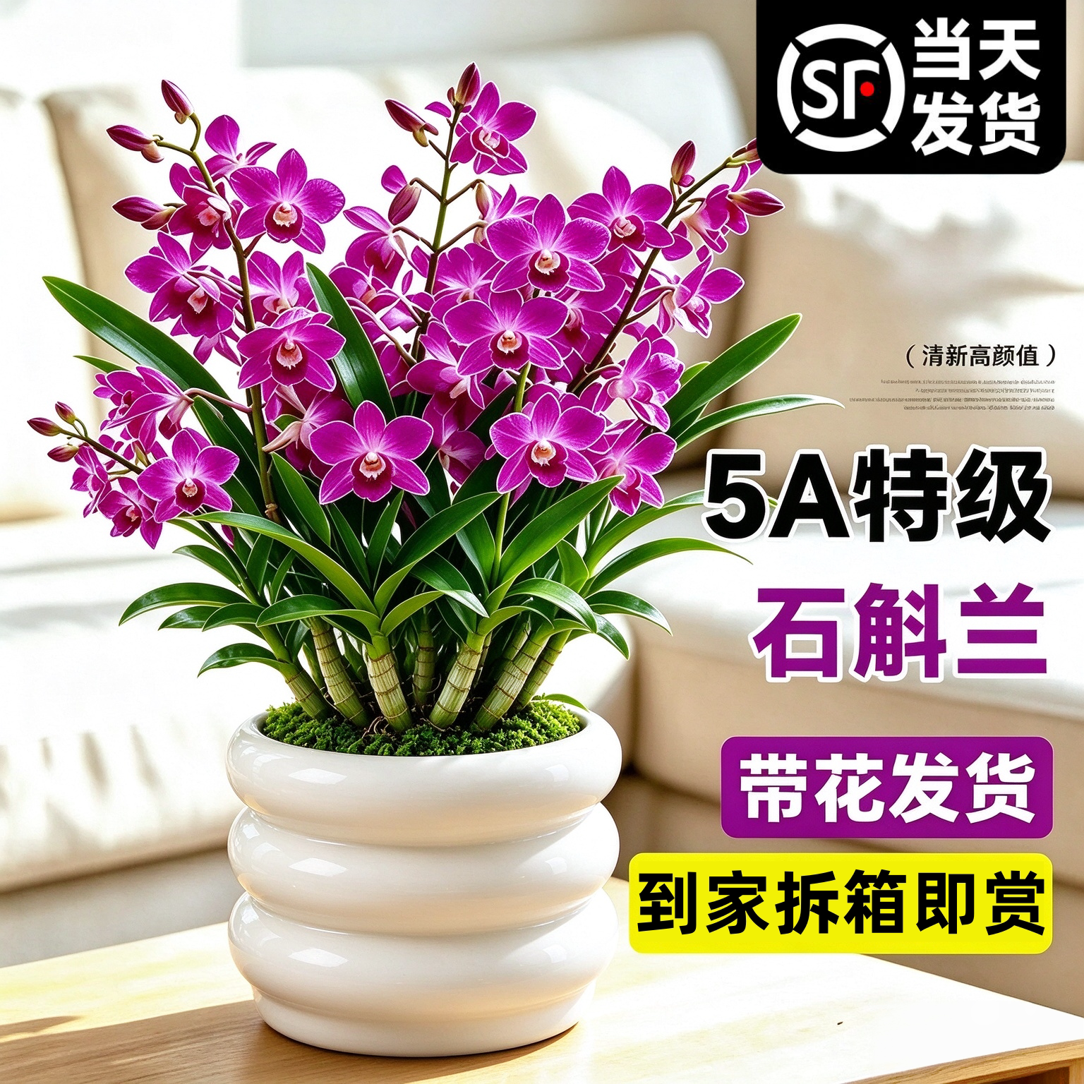 香水石斛兰盆栽带花室内浓香花卉客厅办公室桌面绿植懒人好养植物