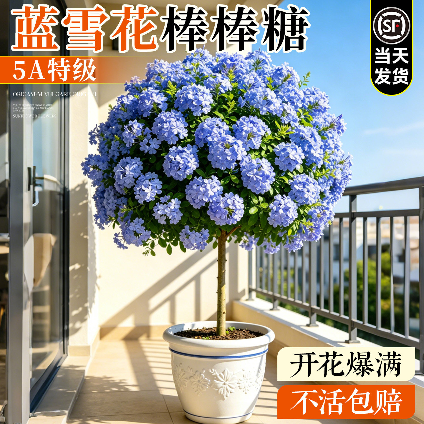 蓝雪花棒棒糖盆栽带花苞老桩花苗四季爬藤特大苗阳台庭院耐热花卉