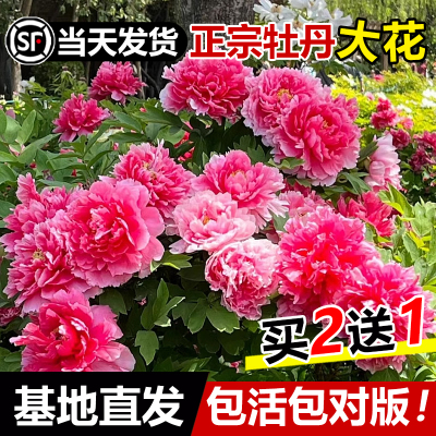 【带花芽】牡丹花盆栽正宗洛阳苗