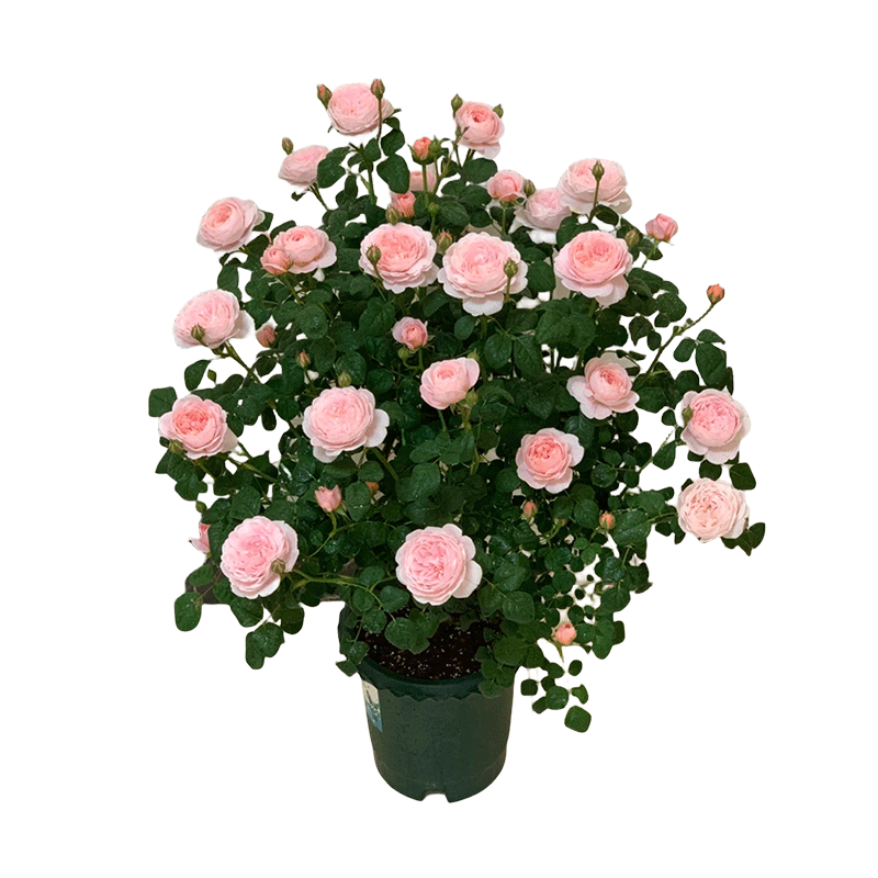 玫瑰花盆栽四季开花带特大花苞花卉绿植物月季蔷薇室内外庭院阳台