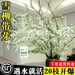 雪柳干枝鲜枝水养插花水培植物鲜花卉室内盆栽带花苞绿植龙柳好活