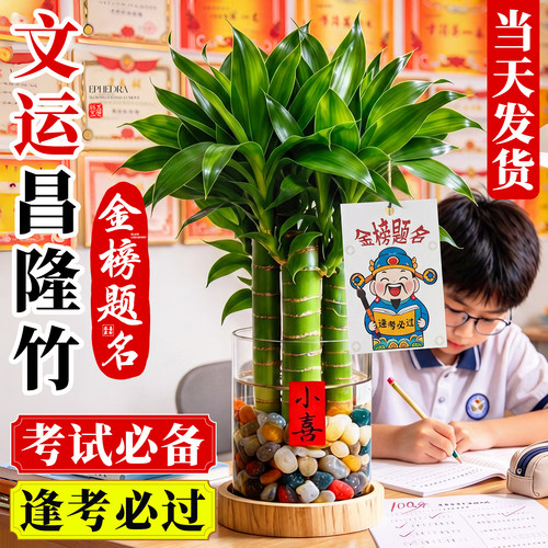 养一盆学霸竹吸一口文昌气
