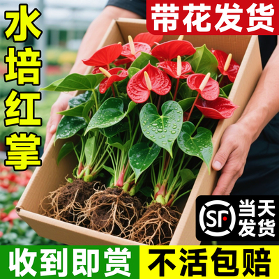 送红掌专用营养液大花叶四季好养