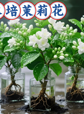 茉莉花苗盆栽带花苞水培老桩驱蚊九里香栀子花卉绿植物室内四季开