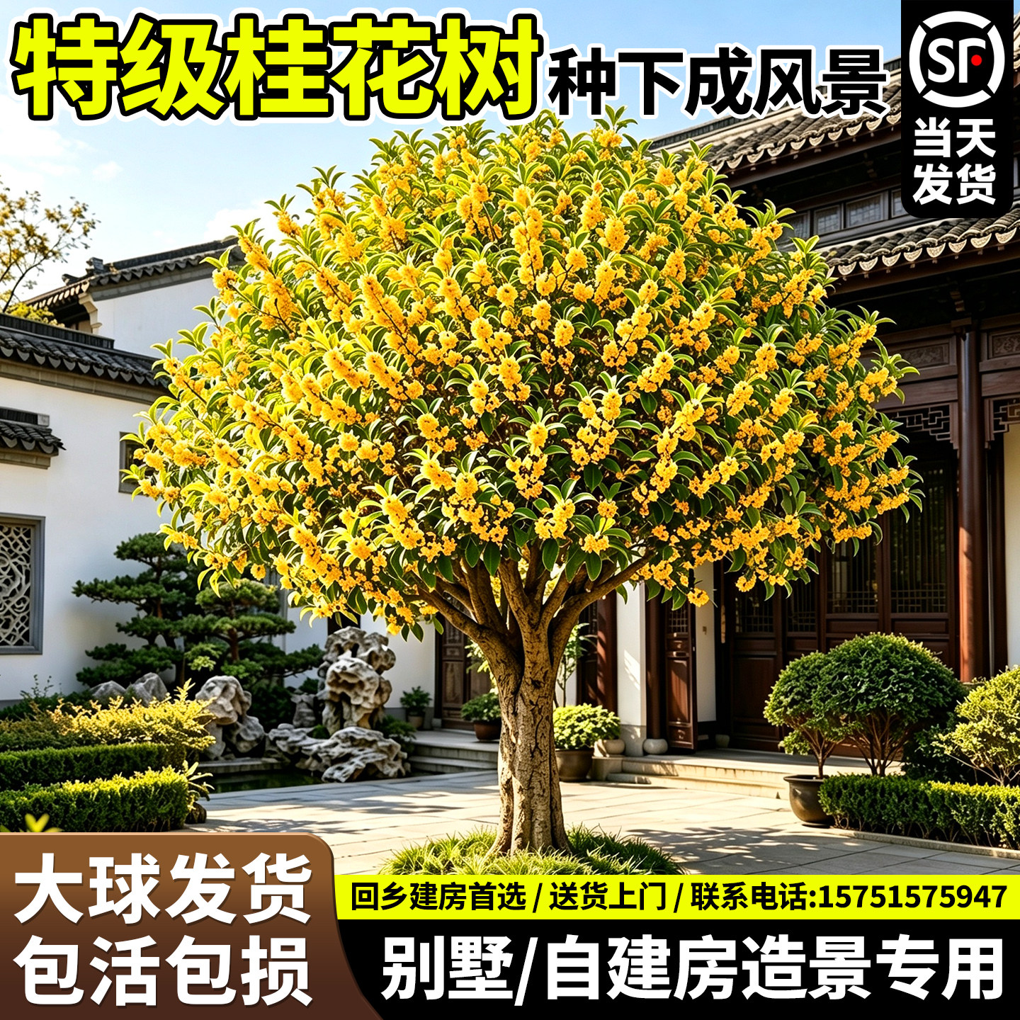 【全网热销10W+】别墅镇宅金桂图片