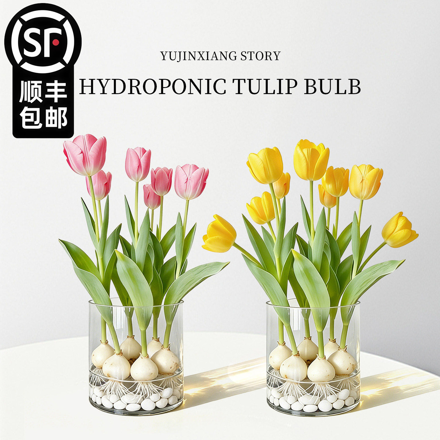 郁金香种球水培花卉植物5度球办公室桌面盆栽工位小绿植水养水仙