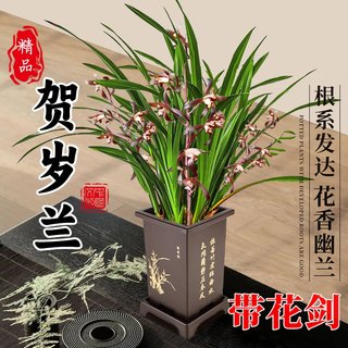 墨兰盆栽带花苞贺岁兰花苗企黑金边惠兰建兰浓香绿植室内花卉盆栽