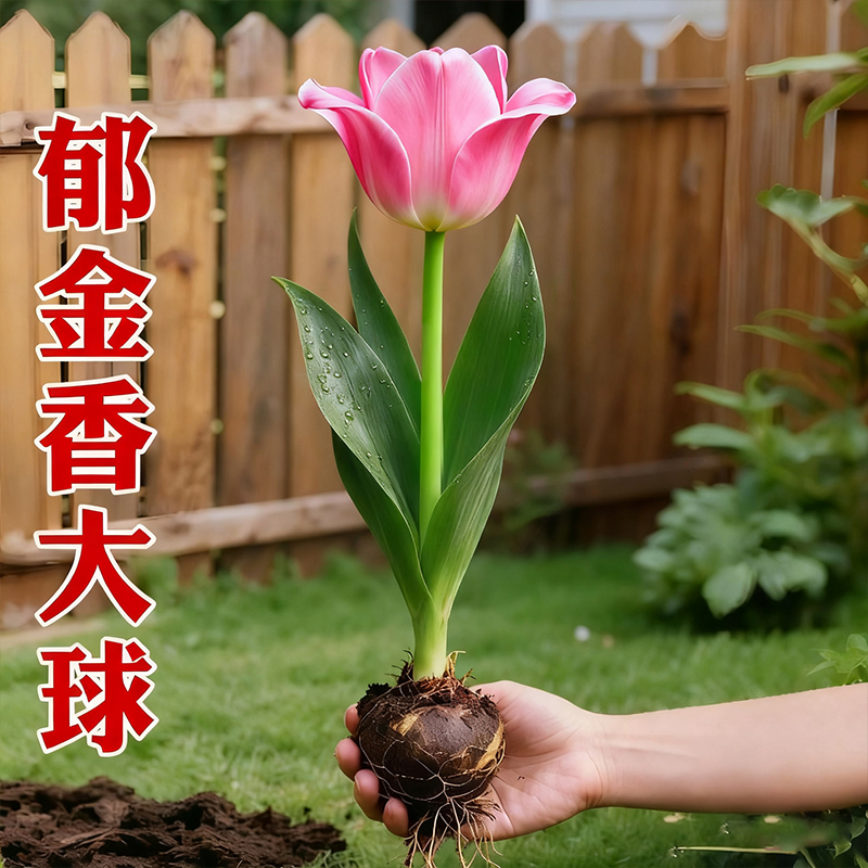 进口郁金香种球五度球单重瓣花种子球根苗水培土培盆地栽荷兰批发