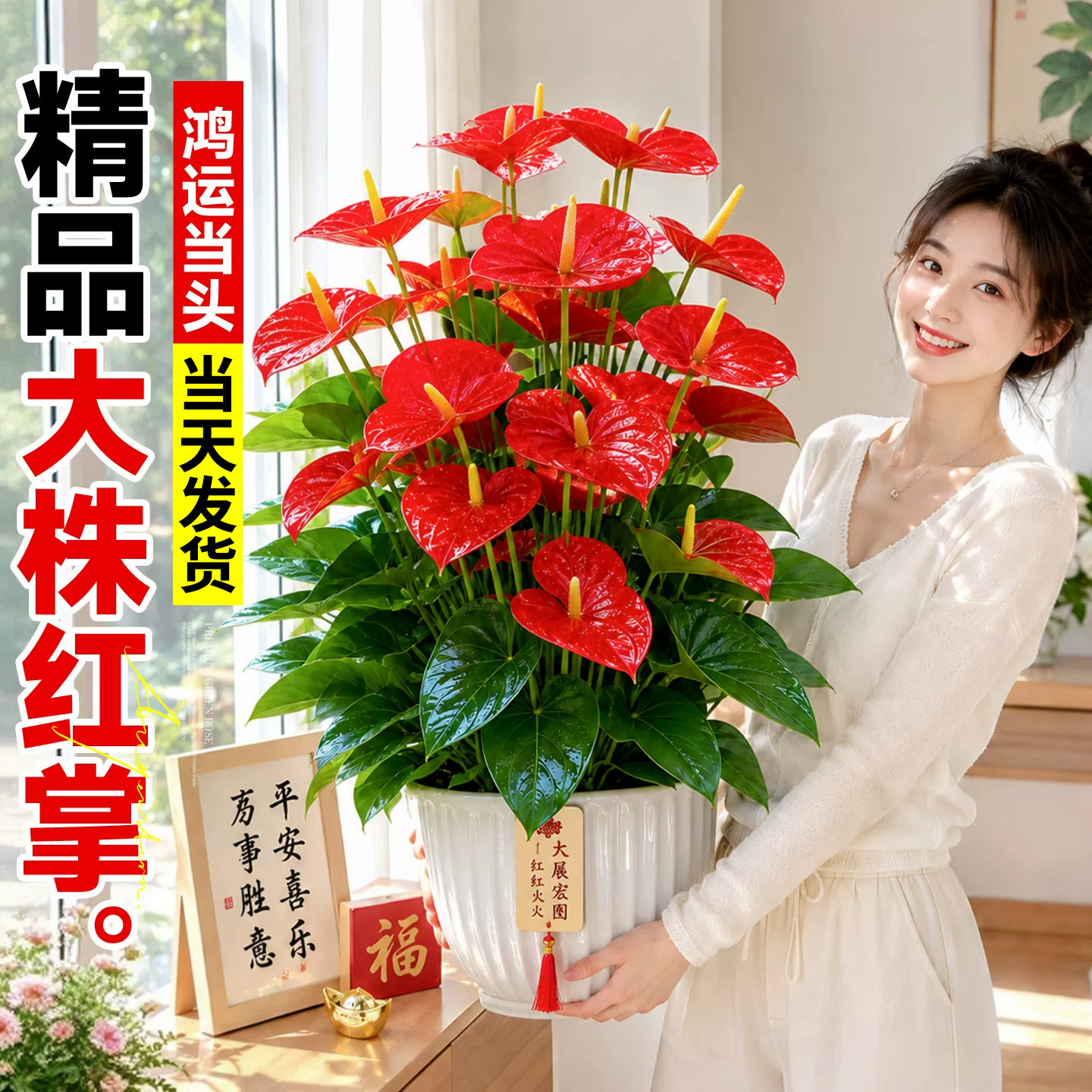 红掌盆栽特大号鸿运当头花卉绿植客厅绿植室内好养办公室桌面盆景图片