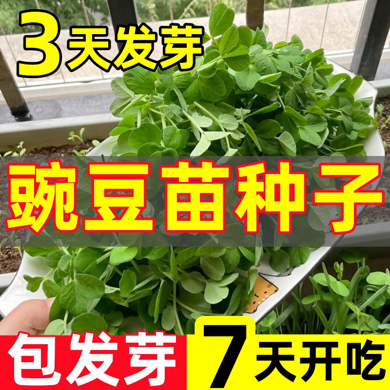 豌豆苗种蔬菜豌豆种籽尖芽苗菜种子种籽四季种植孑碗豆种碗豆吃苗