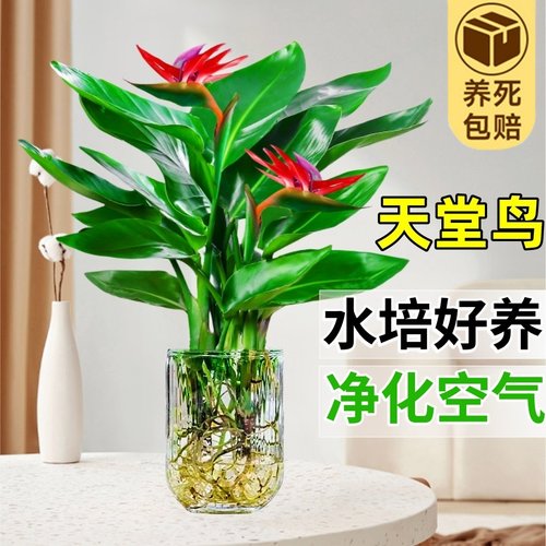 精品天堂鸟盆栽！净化空气！包活