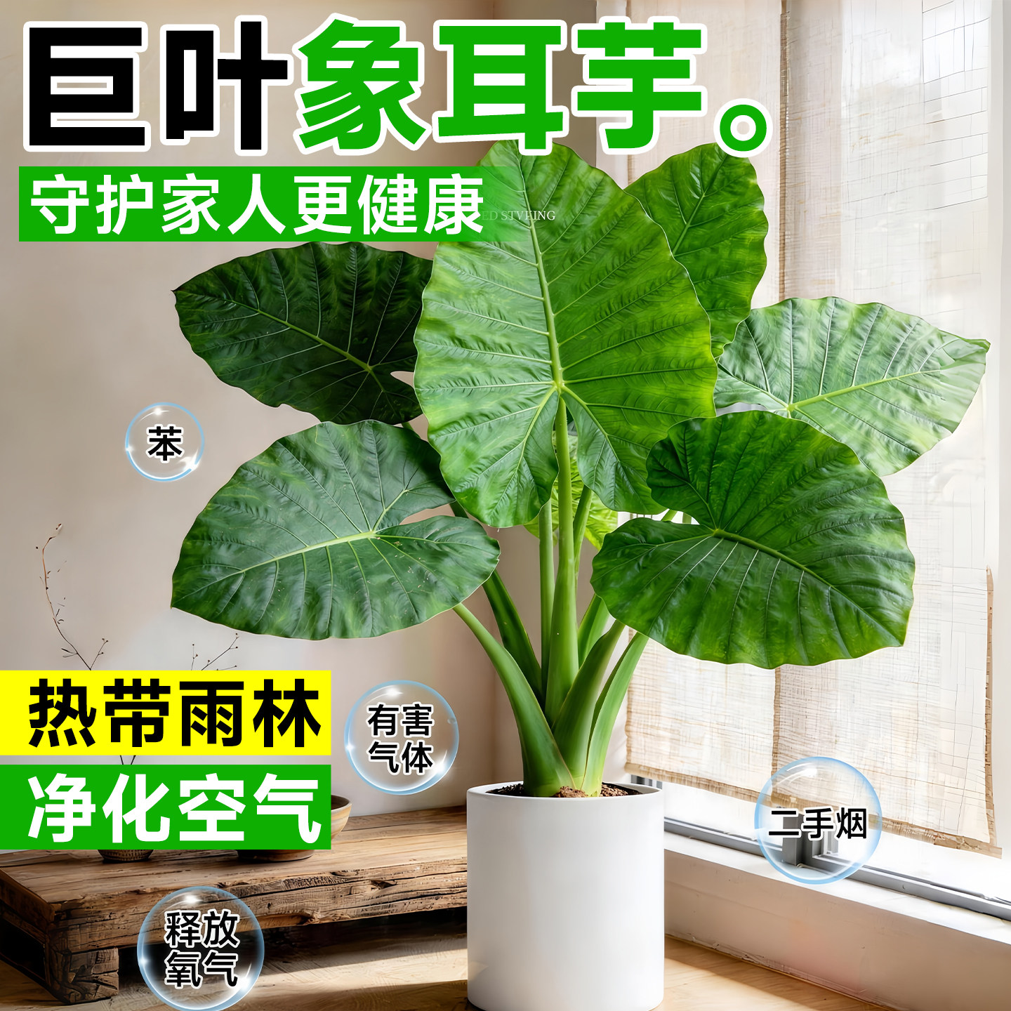 大叶老桩象耳芋盆栽室内客厅大型绿植观叶植物四季好养带叶发货