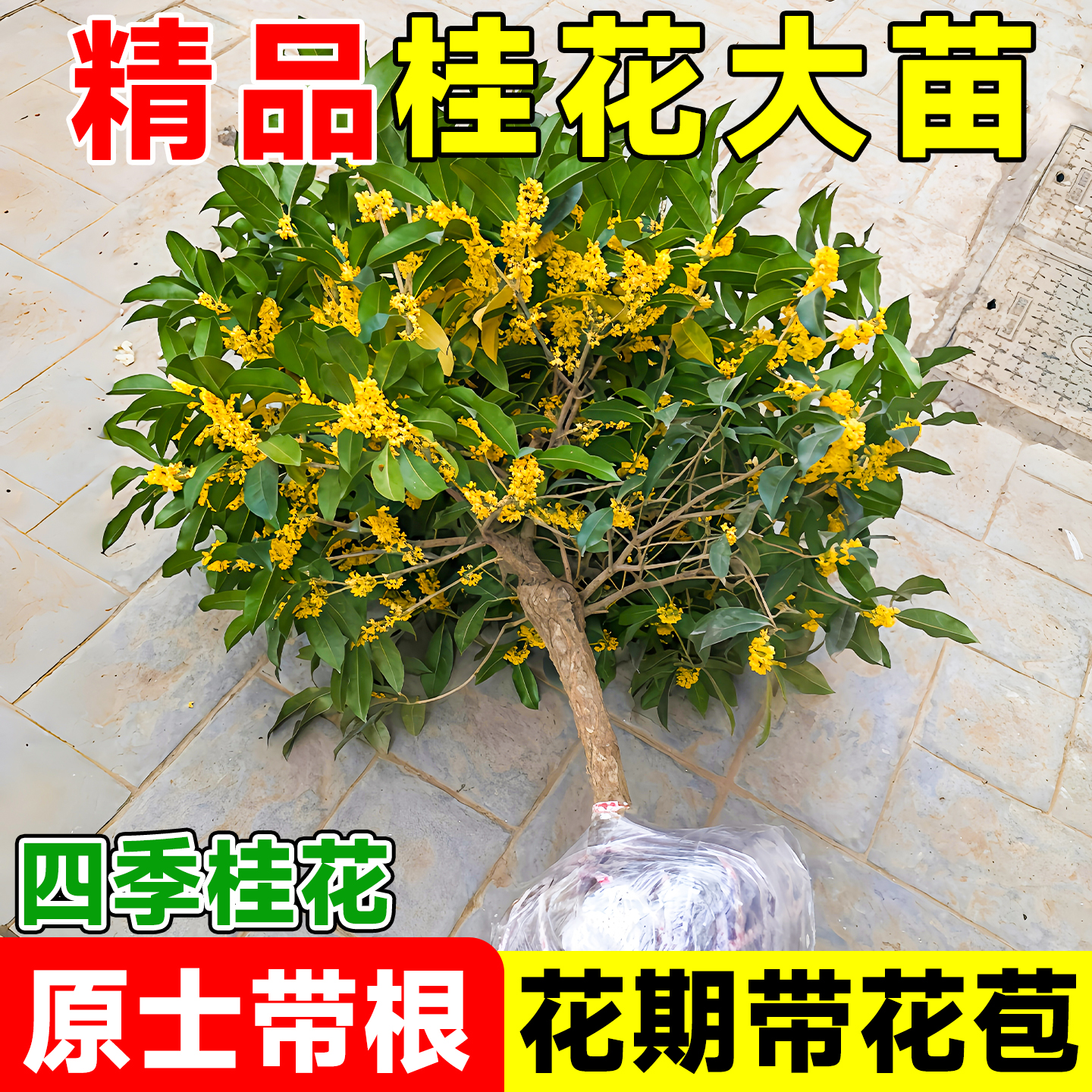 桂花树苗八月桂金桂庭院别墅地栽特大四季桂绿化盆栽好养花卉植物