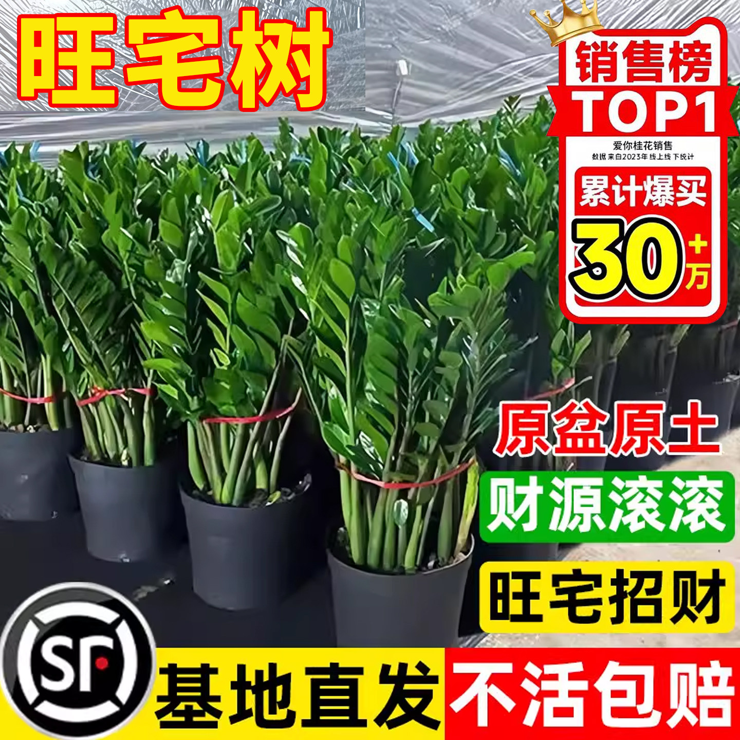 金钱树盆栽室内客厅办公室招财树钱串子大型好养花卉绿植物发财树