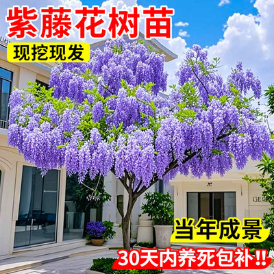 紫藤花苗爬植物树多阳台盆