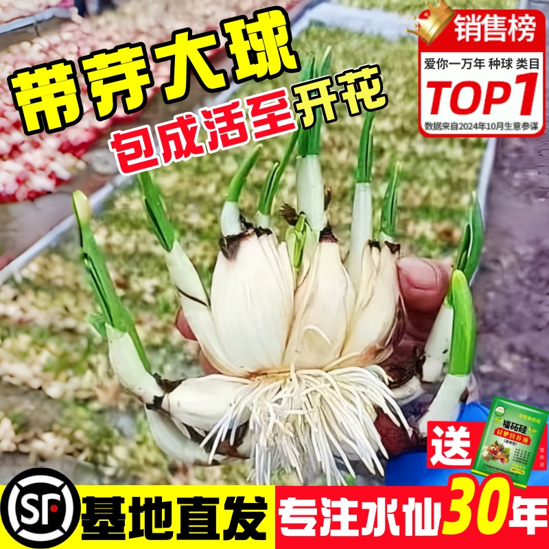【超级大球】漳州水仙基地直发