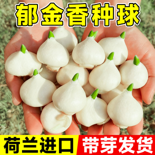 郁金香种球地栽特大种球批发100个进口5度球种子花卉绿植水培植物