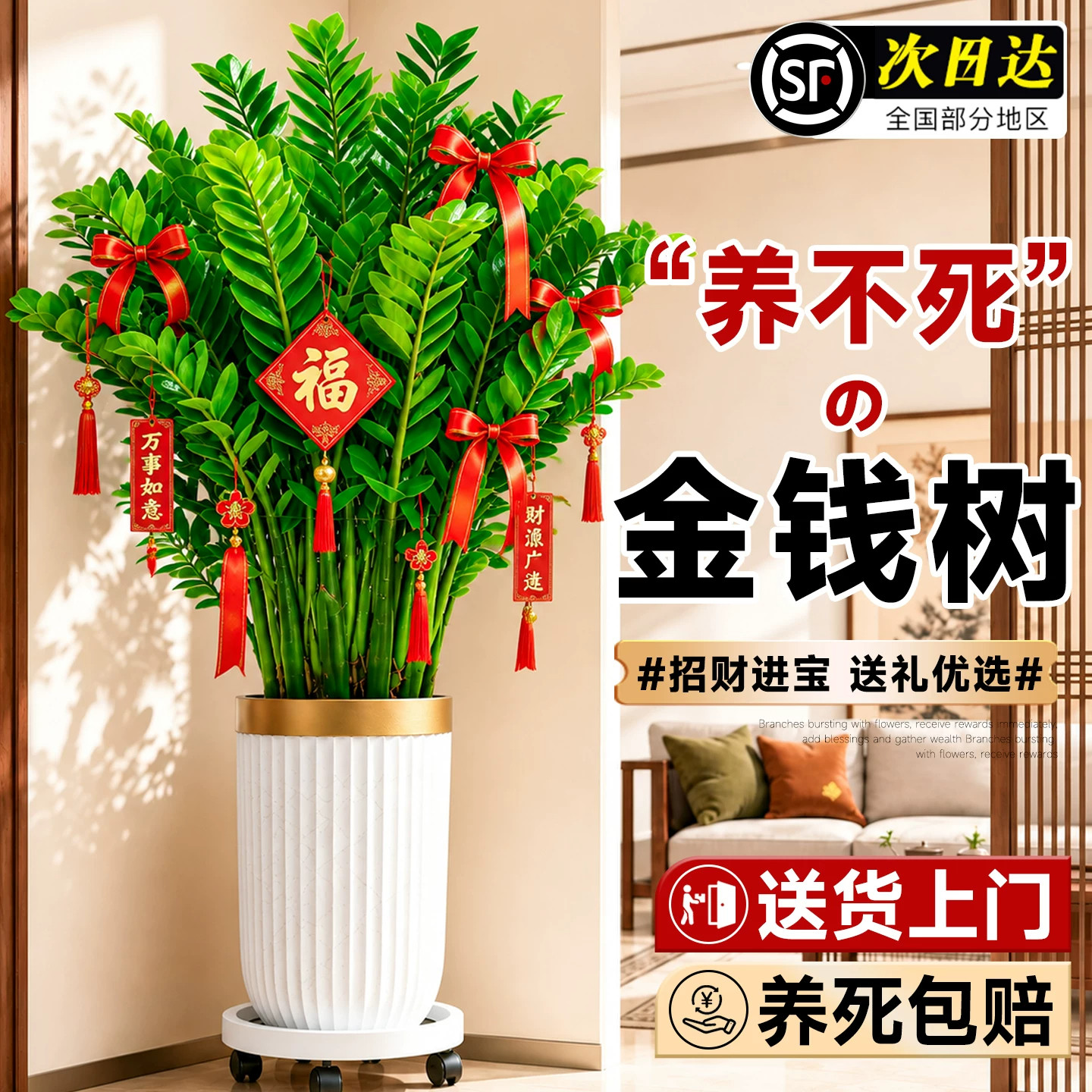 【全网热销10W+】旺宅金钱树盆栽图片