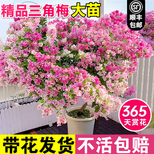 三角梅盆栽重瓣爬藤三角梅花树苗带花绿樱漳红樱老桩四季开花植物