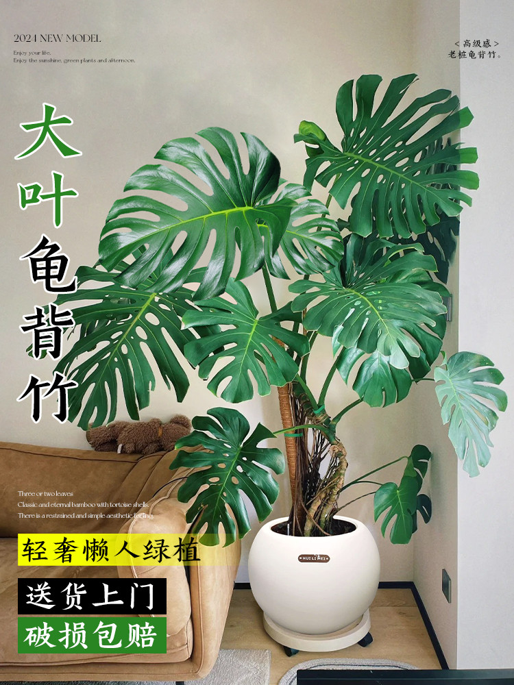 龟背竹老桩绿植客厅大盆栽旺宅大型巨叶落地办公室内龙鳞植物好养