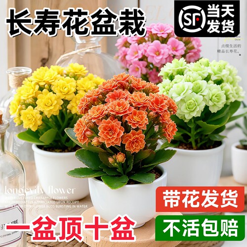 【新手好养】新品长寿花盆栽带花