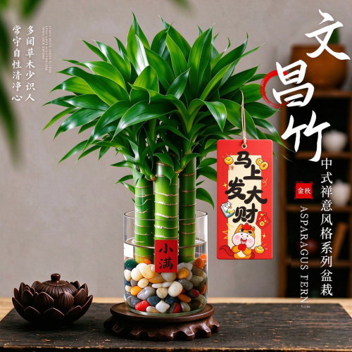 【全网热销10W+】开运文昌竹甄选