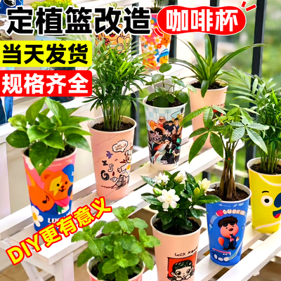 奶茶杯水培植物固根定植篮定植篮