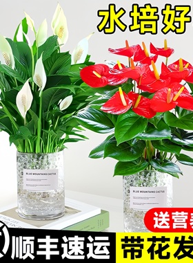 水培红掌大叶大花鸿运当头盆栽带花卉绿植物室内四季开花一帆风顺