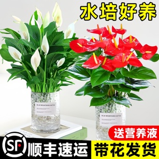 水培红掌大叶大花鸿运当头盆栽带花卉绿植物室内四季 开花一帆风顺