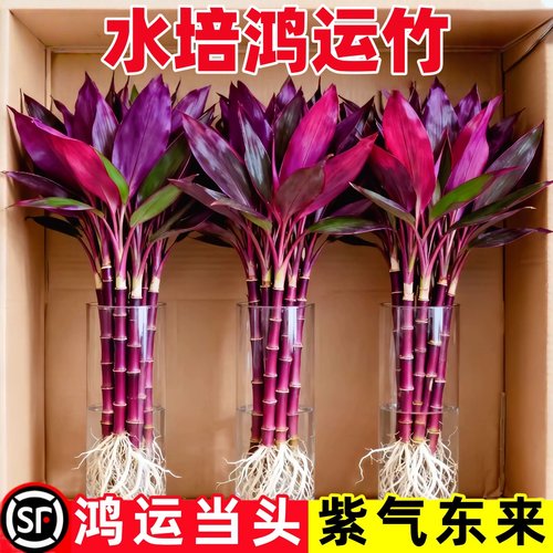 已售2W+紫竹鸿运富贵竹水培植物