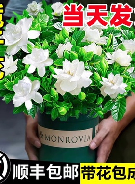 栀子花盆栽四季开花卉大全树苗室内绿植好养易活适合的懒人茉莉花