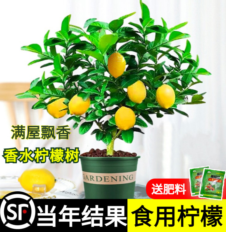 香水柠檬树苗水果盆栽可食用驱蚊浓香好养阳台四季花卉室内绿植物