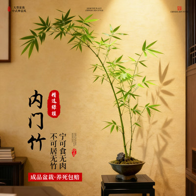 正宗内门竹盆栽禅意景高端