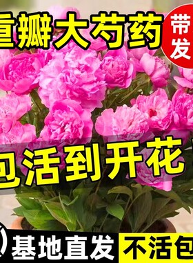 芍药花苗重瓣带芽大苗鲜花四季开花卉阳台庭院牡丹花种根盆栽植物