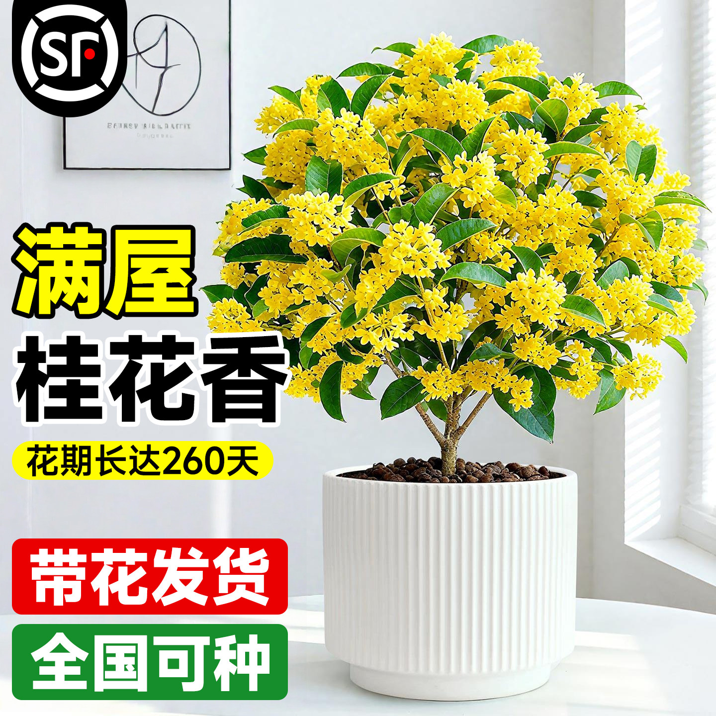 桂花树苗四季桂盆栽可食用开花不断室内外阳台庭院浓香型花卉植物