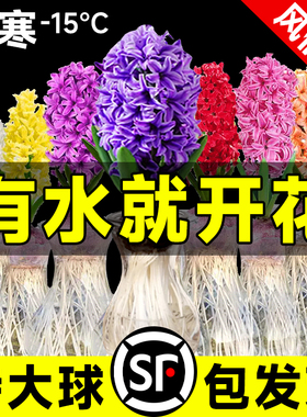 风信子种球水培植物室内盆栽四季耐寒葡萄水养花卉土培易活带花苞