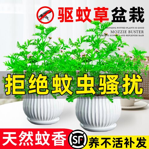 【天然蚊香】驱蚊草盆栽室内植物