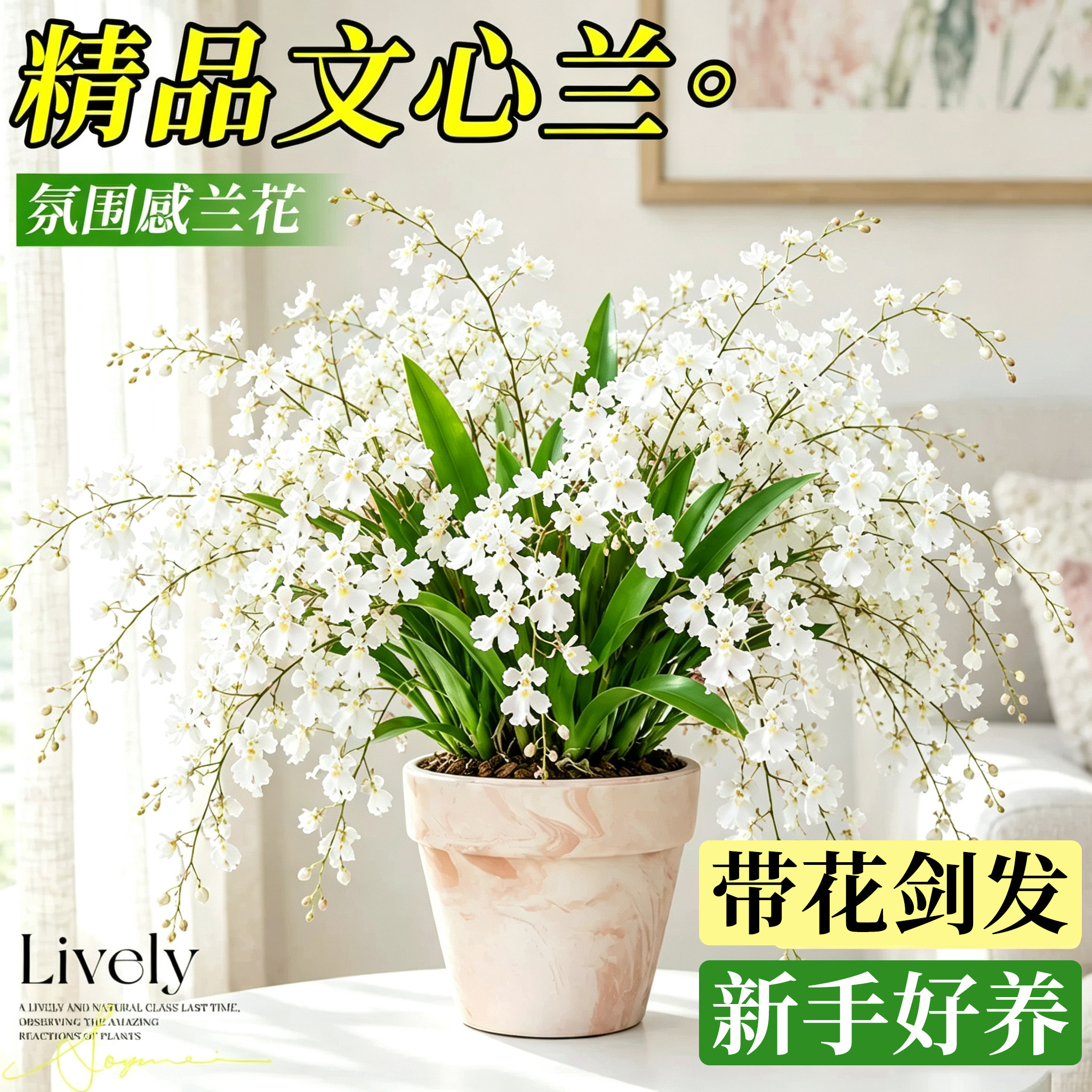 【7-10大花剑】文心兰盆栽大苗