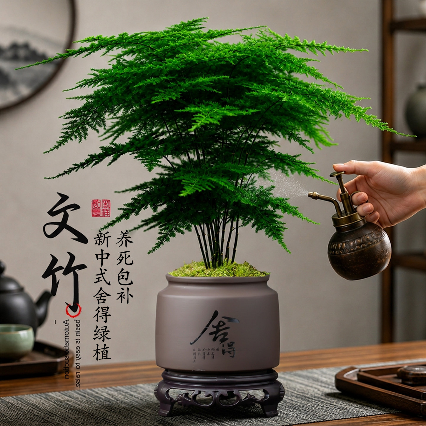 文竹盆栽室内耐阴好养禅意图片