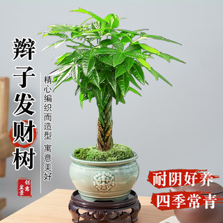 发财树盆栽植物室内花卉绿植办公好养客厅四季常青招财树辫子盆景