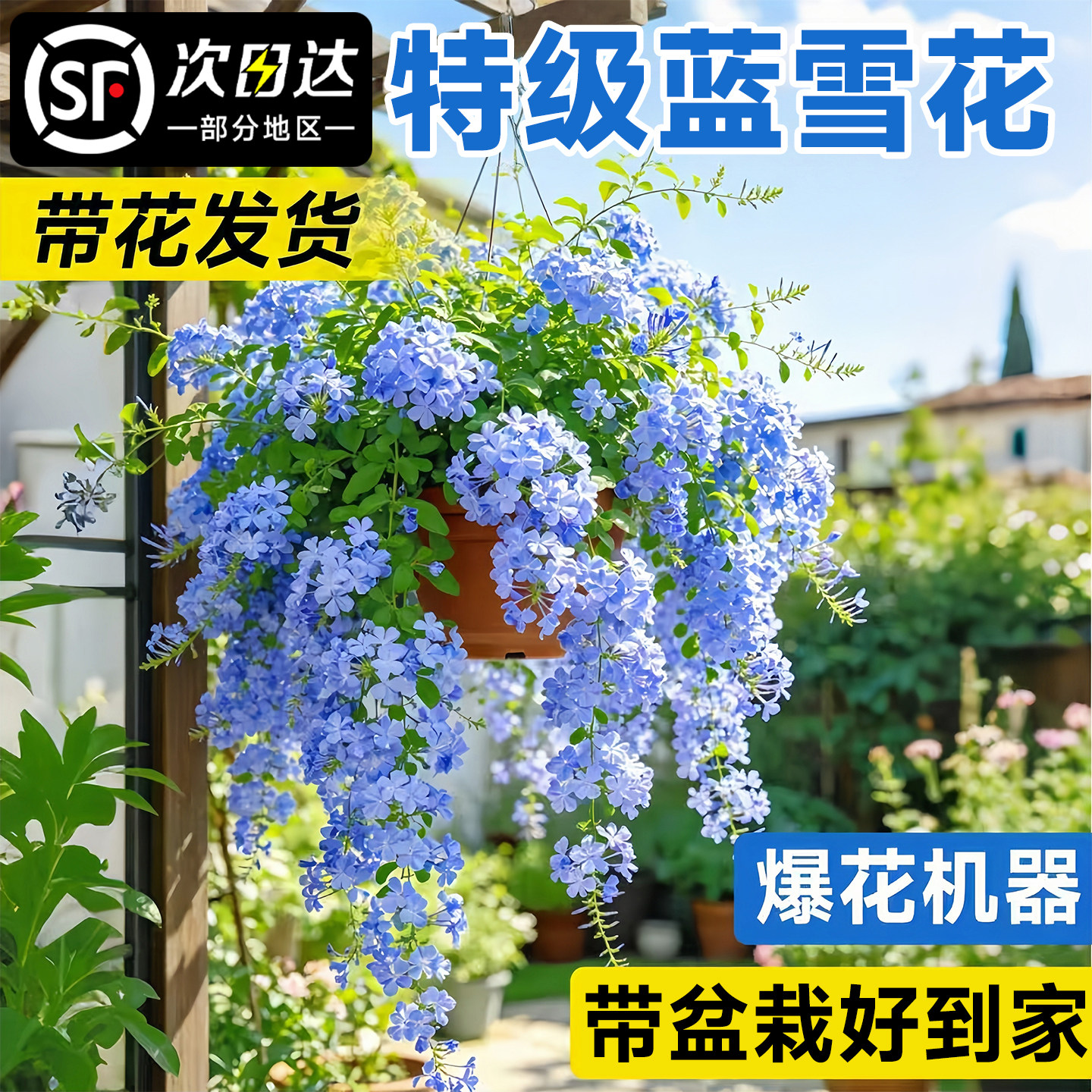蓝雪花盆栽带花苞大苗棒棒糖阳台花卉绿植物四季开花好养独杆老桩