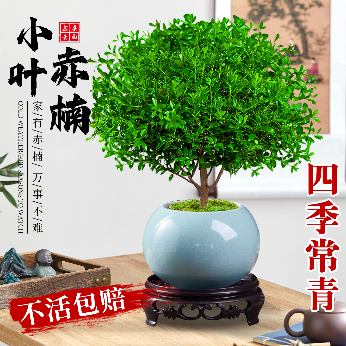 小叶赤楠盆栽办公室绿植四季常青