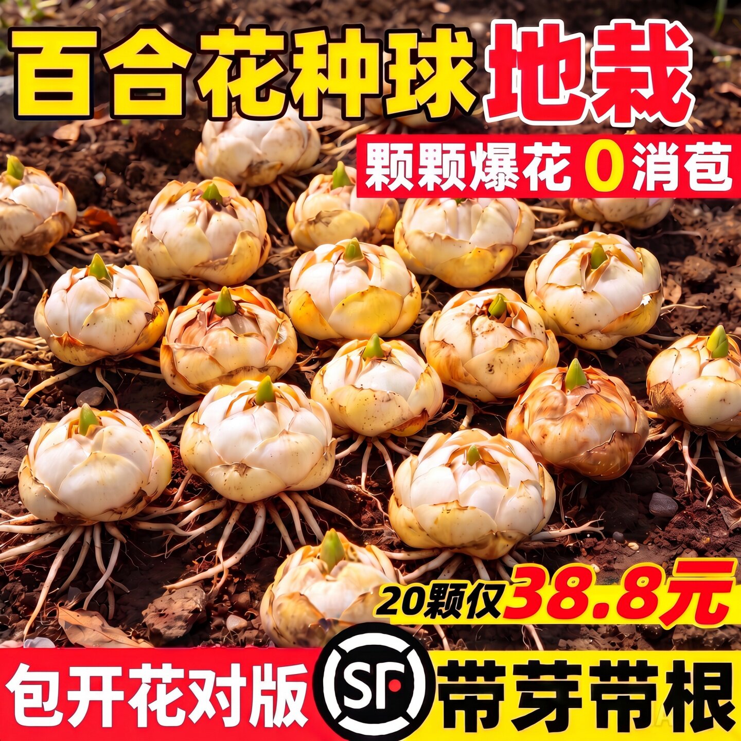 进口香水百合种球重瓣特大花室内外阳台盆栽耐寒好养籽子多季开花图片