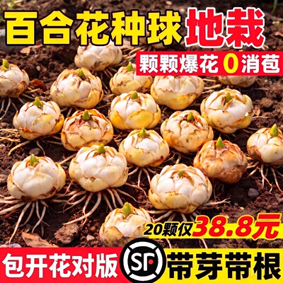 进口香水百合种球重瓣特大花室内外阳台盆栽耐寒好养籽子多季开花